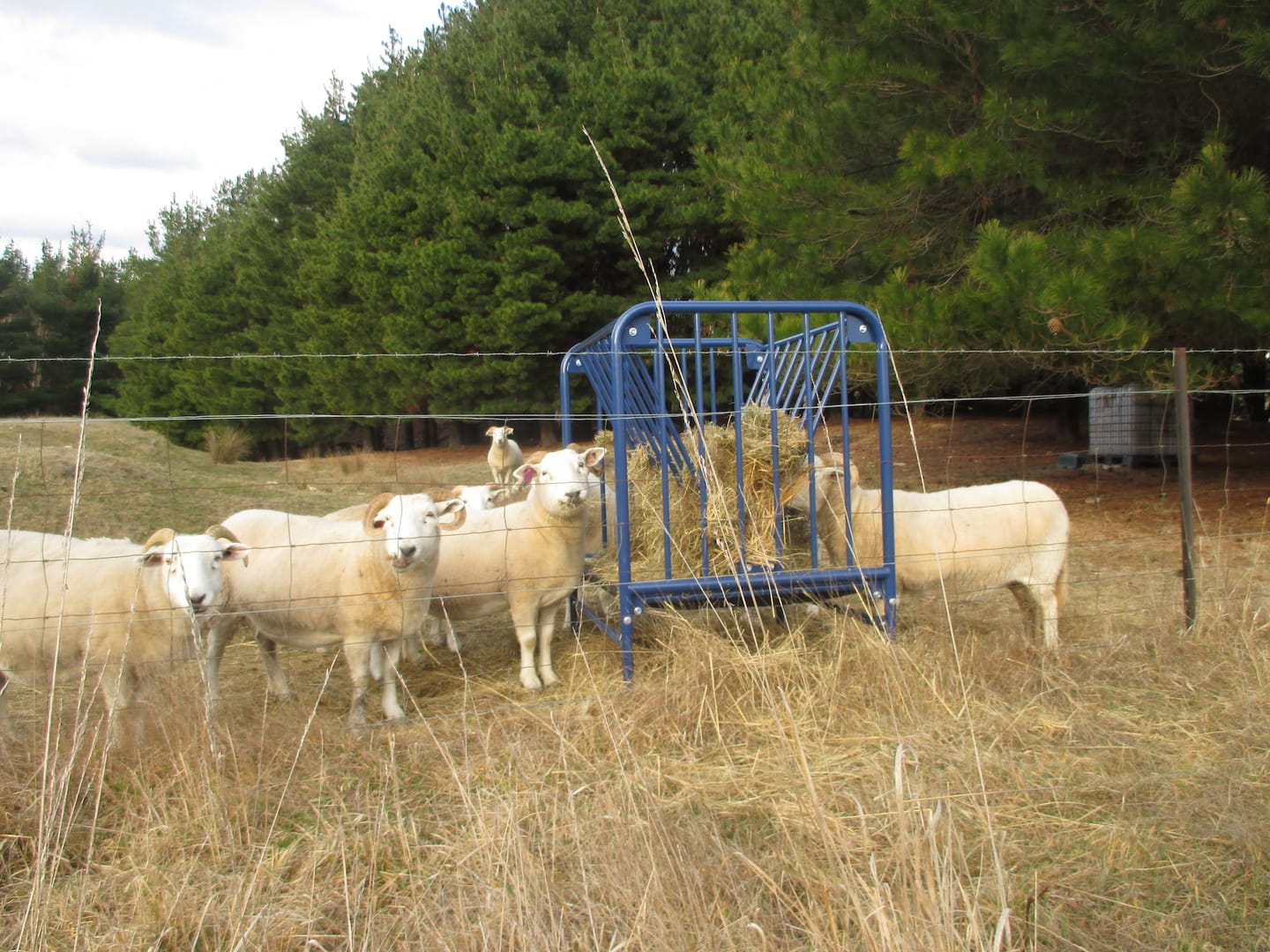 Customer photo review of Adjustable Height Hay & Grain Feeder