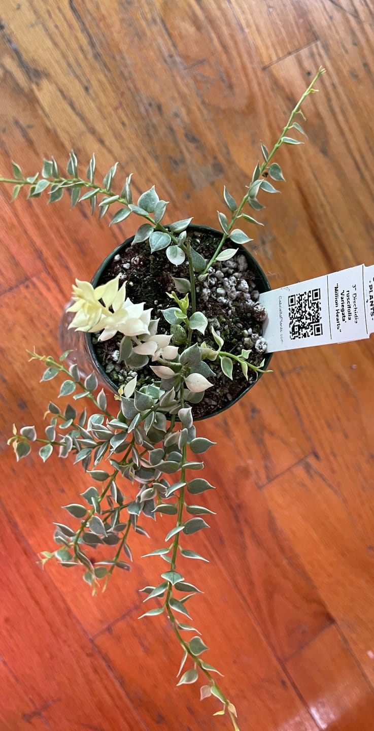 Customer photo review of Dischidia ruscifolia 'Variegata' "Million Hearts"