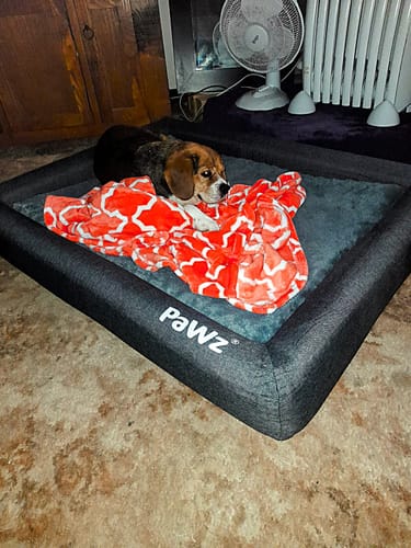 Customer photo review of PaWz Premium Memory Foam Calming Dog Bed