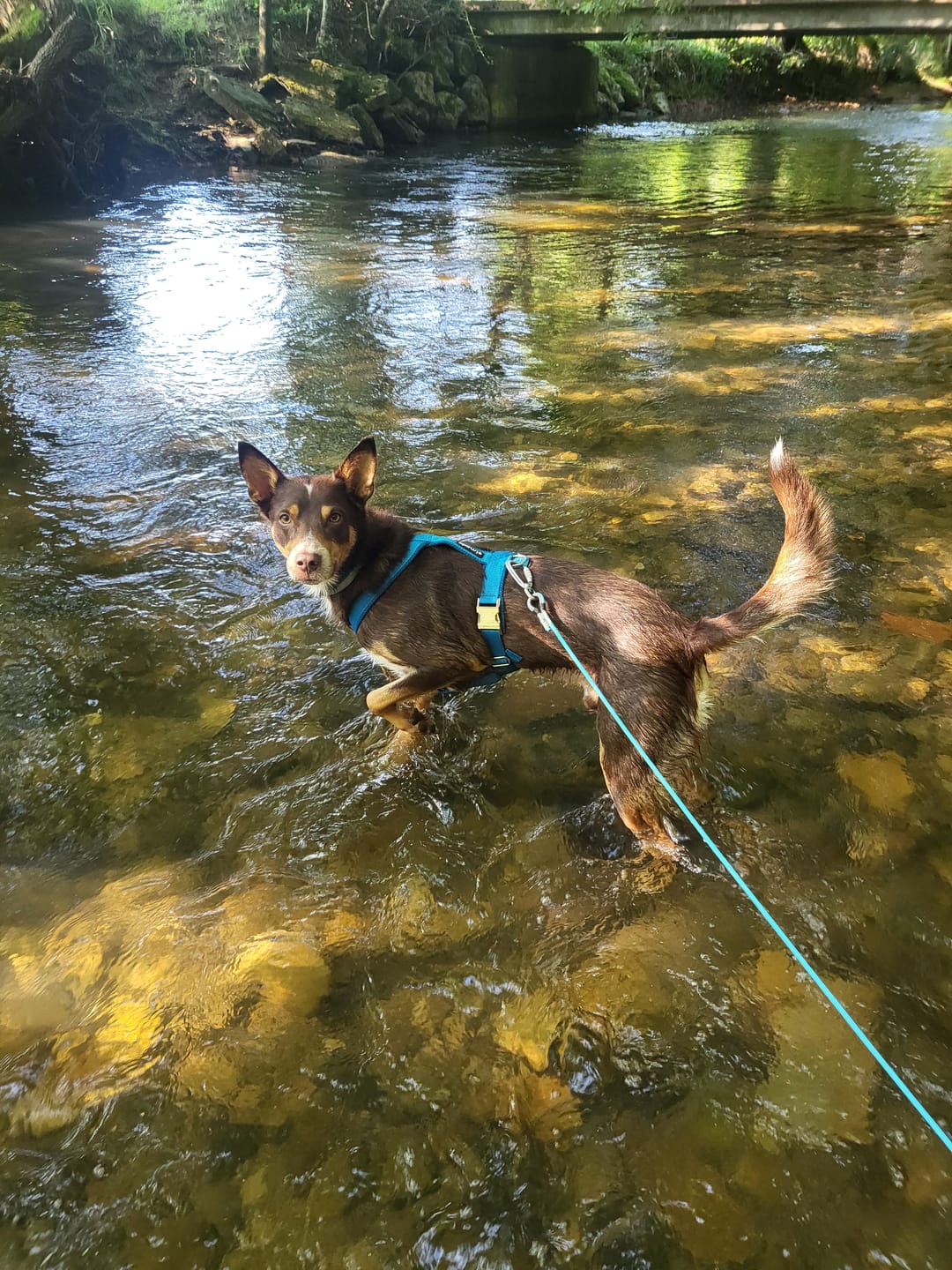 Customer photo review of Windhundgeschirr PRO "Tropical Aqua"