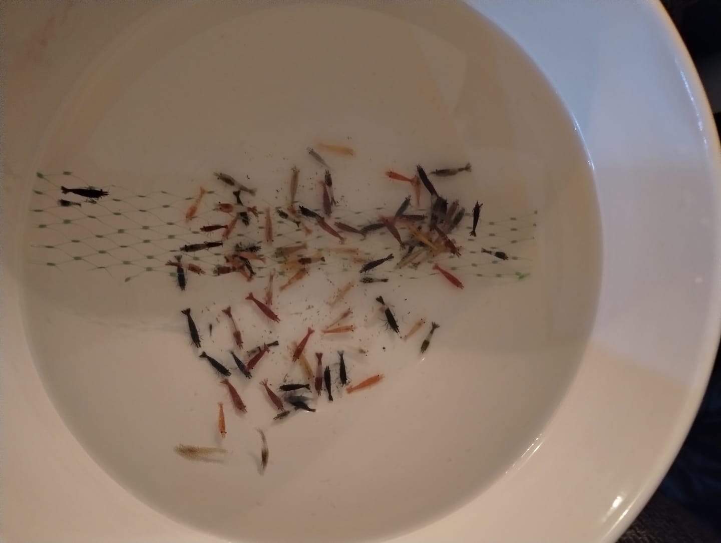 Customer photo review of Green Rili Shrimp