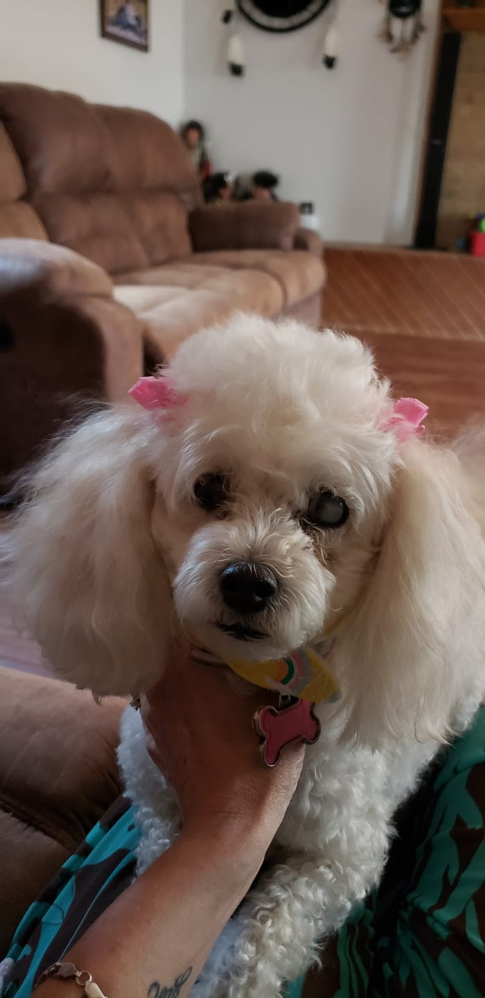 Customer photo review of furMe™️ Grooming Vacuum Model FM-01 Replacement Parts
