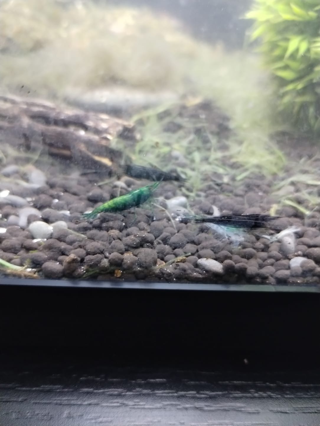Customer photo review of Green Jade Shrimp