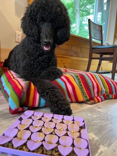 Customer photo review of Slow Feeder - Lick Pad Combo