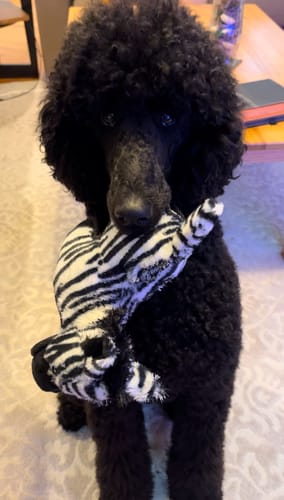 Customer photo review of Tough Plush - Triple Stitch