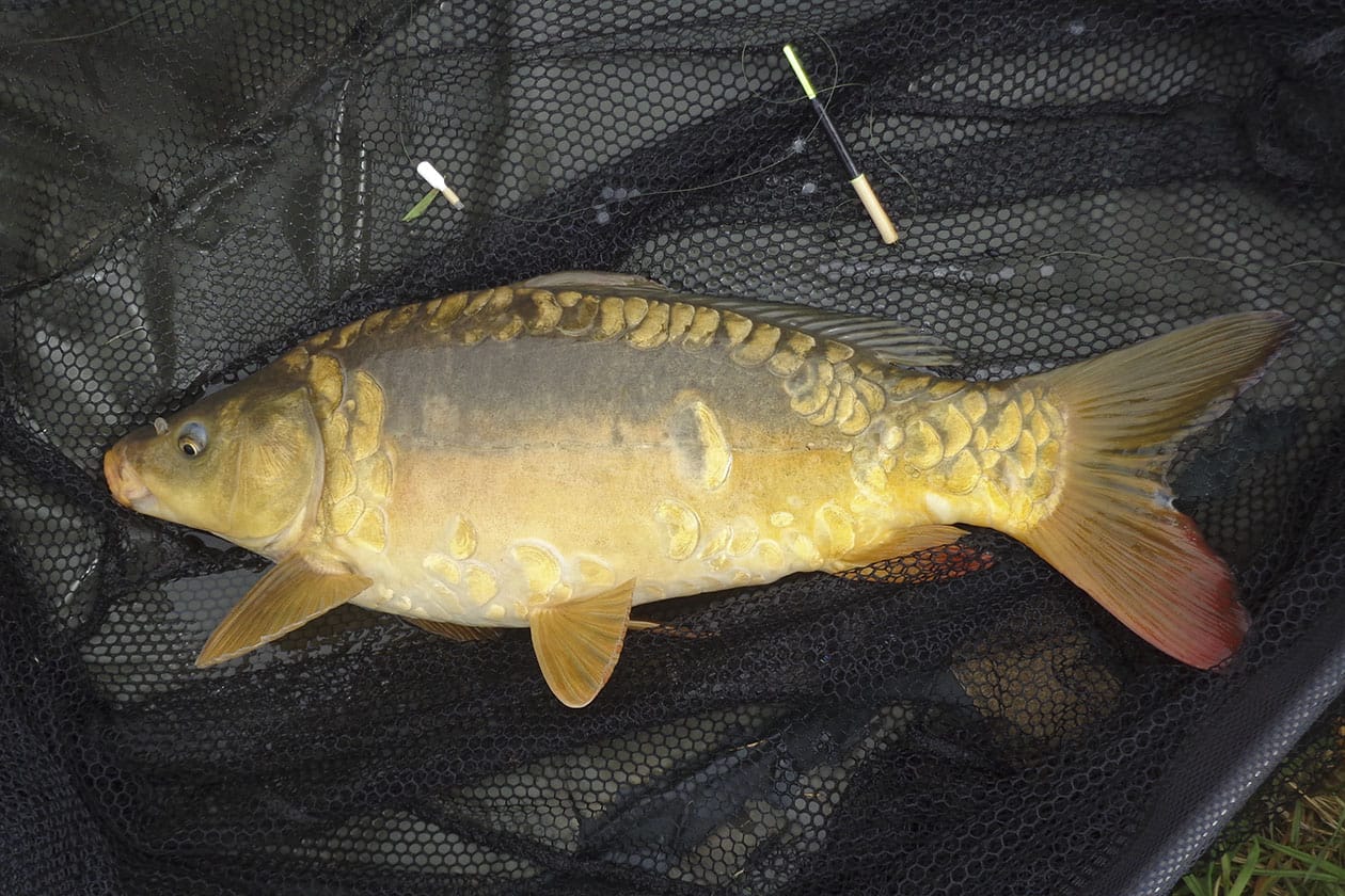 Customer photo review of RED PREMIUM SELECT PELLETS - ALLTECH COPPENS