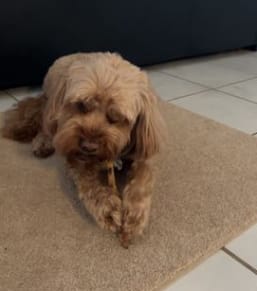 Customer photo review of Kangaroo Tail Tips!