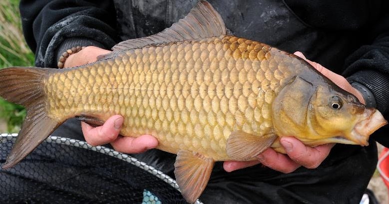 Customer photo review of PREMIUM CARP PELLETS - ALLTECH COPPENS