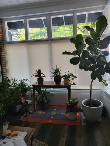 Customer photo review of SmartWings Motorized Light Filtering Roller Shades 70% Blackout Linen