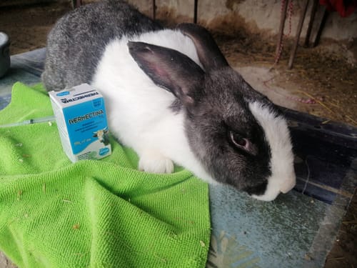 Customer photo review of Ivermectina 1%