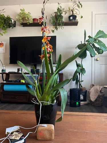 Customer photo review of PlantWave