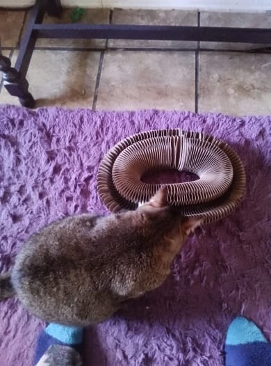 Customer photo review of Stretch-It Magic Cardboard Toy