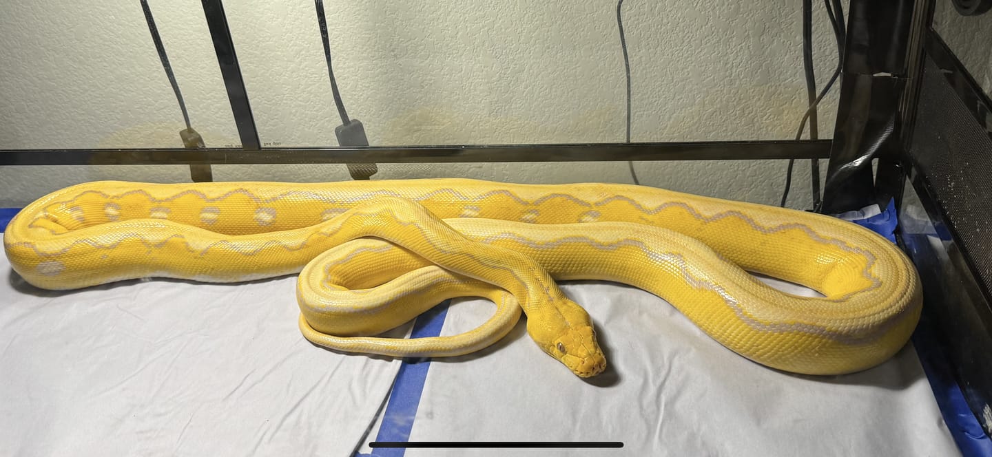 Customer photo review of Ultratherm Heat Pads 11"x35"