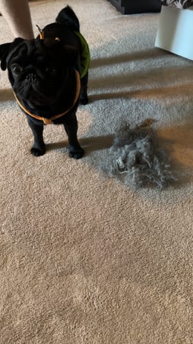 Customer photo review of Pet Hair Removal Broom