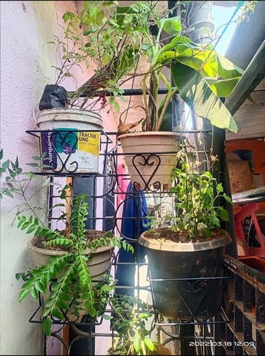 Customer photo review of Metal Railing Pot Stand (Set of 2) Decorative Pots Holder for Railings