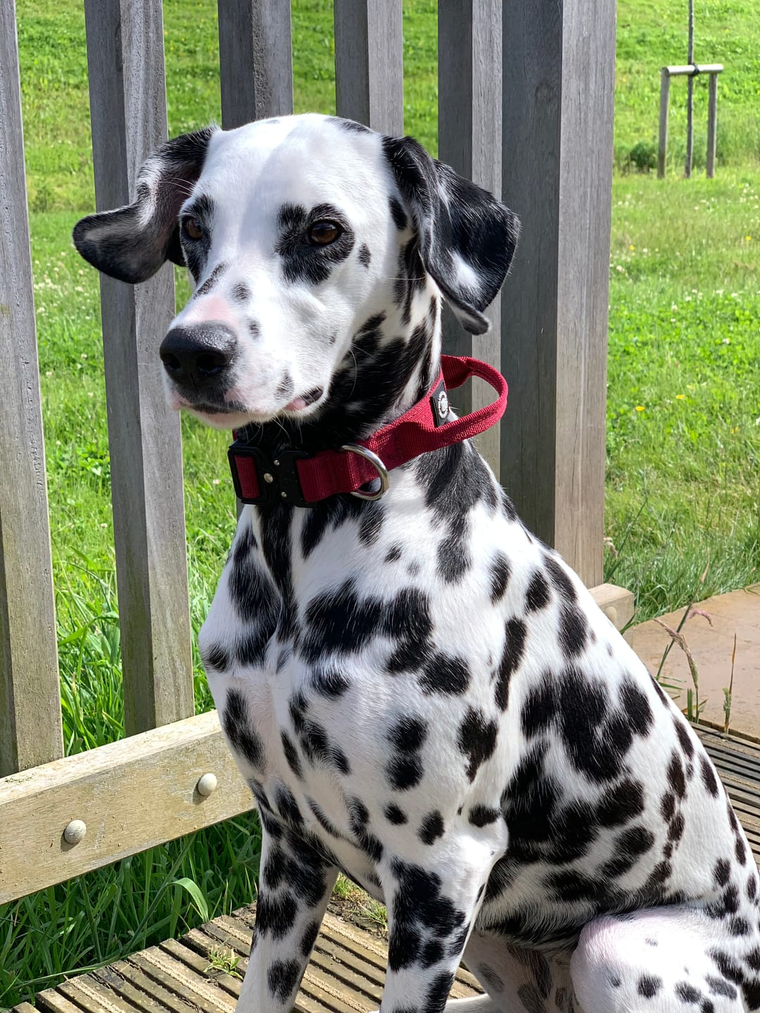 Customer photo review of 2.5cm Combat® Collar | With Handle & Rated Clip - Burgundy v2.0