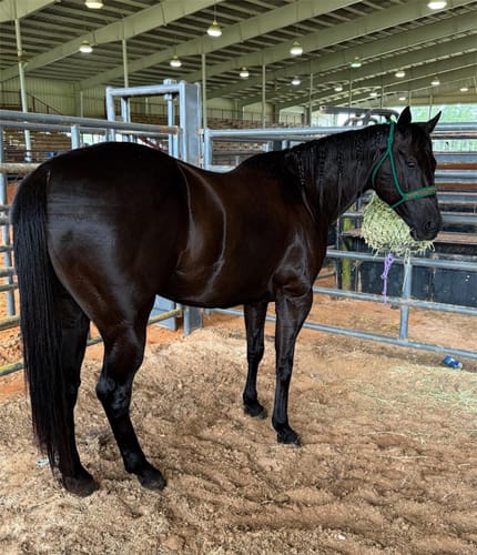 Customer photo review of Hay Chix® Half Bale Net