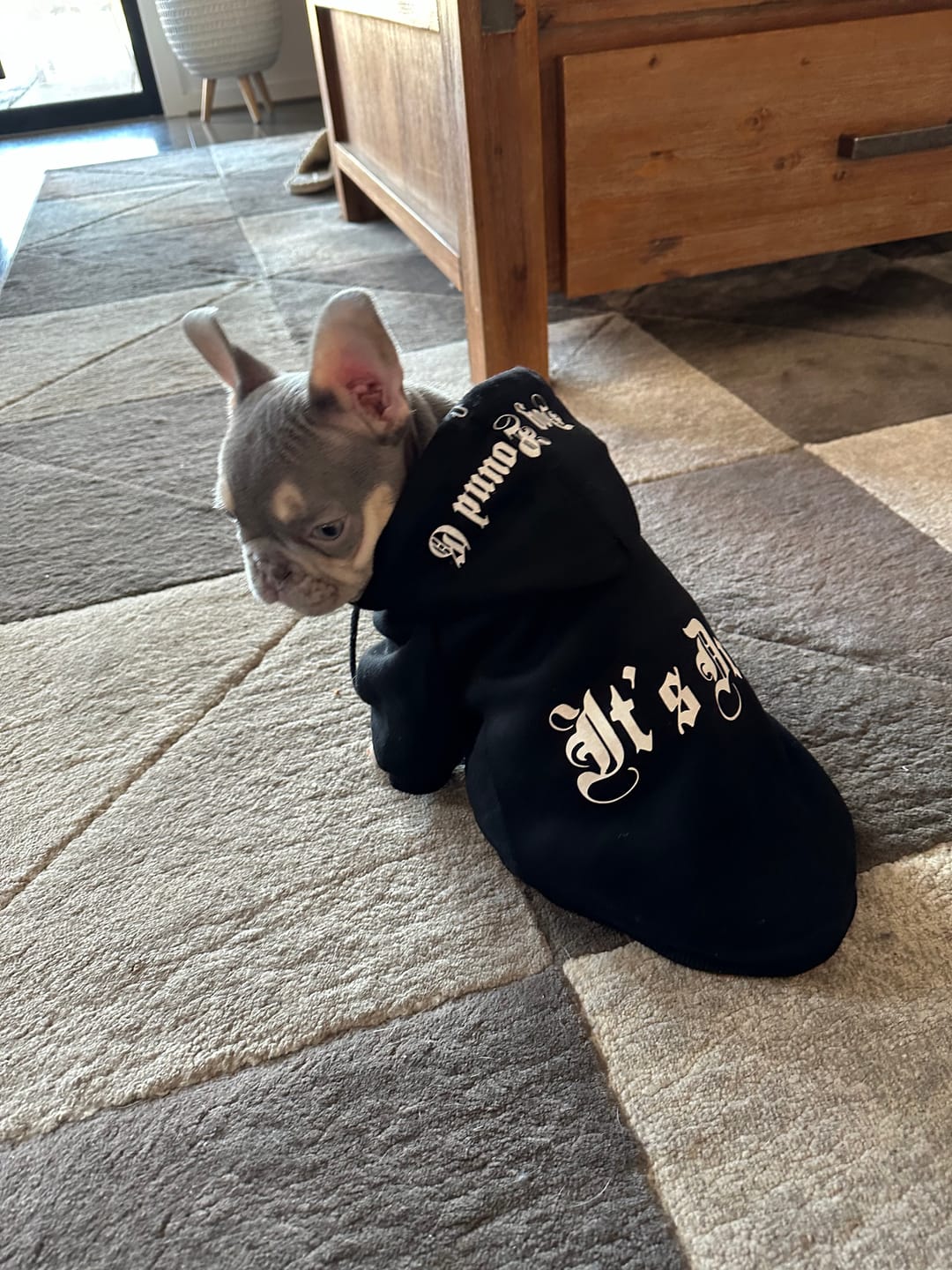 Customer photo review of Gangsta Yapper Dog Hoodie - Personalised