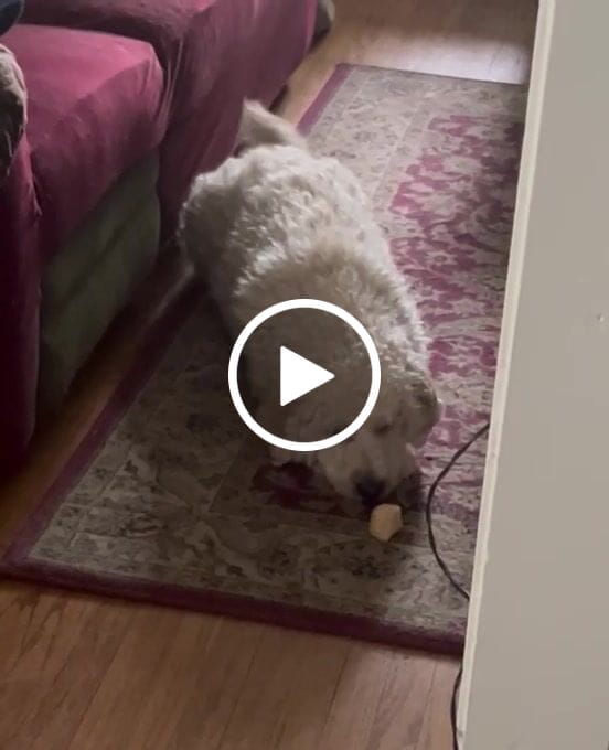 Customer video review of Himalayan Yak Puffs