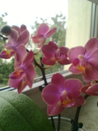 Customer photo review of Duftorchidee Secret Fragrance mit rot-pinken Blüten und 2+ Stielen