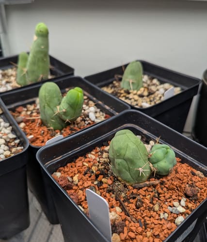 Customer photo review of Penis Cactus | Short Form | Trichocereus bridgesii monstrose