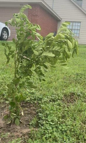 Customer photo review of Texas Mountain Laurel