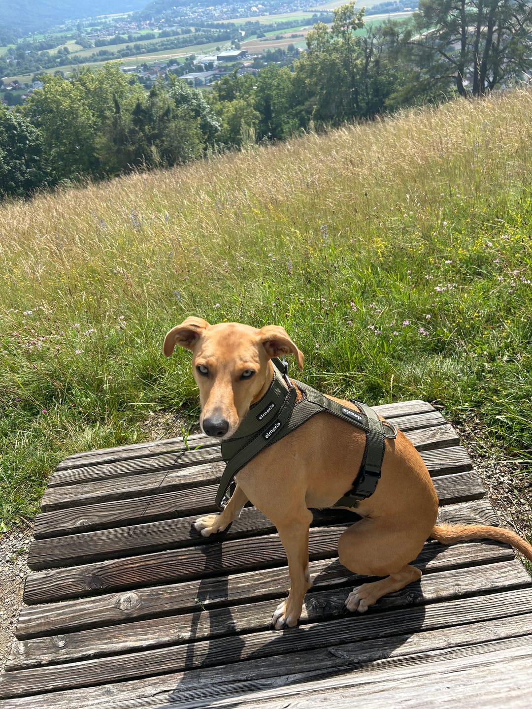 Customer photo review of Hundegeschirr FUN "Mountain Green"