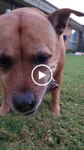 Customer video review of Aussie Beef Puffs (High value treats)