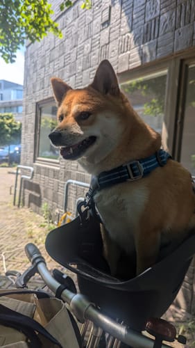 Customer photo review of Kvisp Dog Bike Carrier