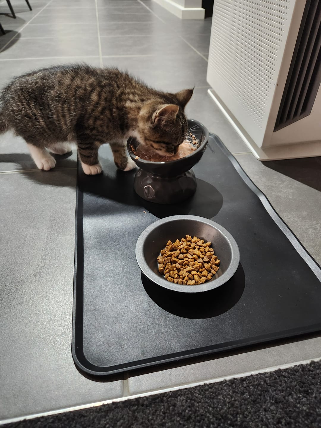 Customer photo review of Ceramic Raised Pet Bowl for Cats and Dogs
