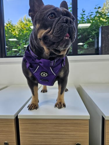 Customer photo review of Trail & Glow® Harness Bundle Set - The Royal Purple One