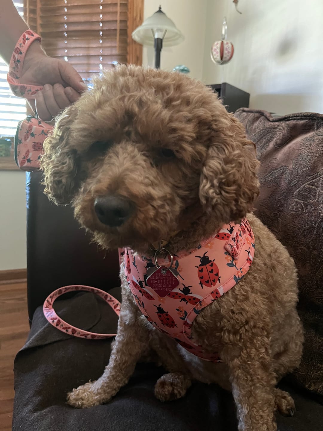 Customer photo review of Adjustable Dog Harness - Snug As A Lady Bug