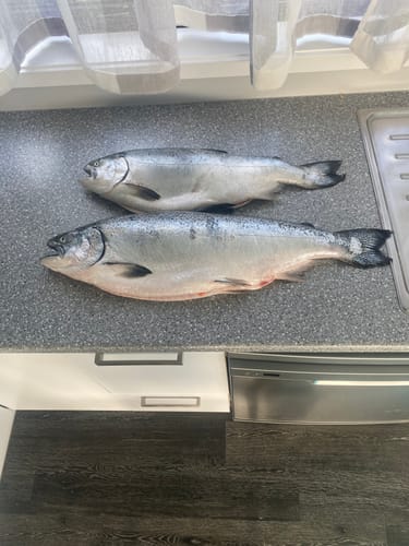Customer photo review of Fresh Whole NZ King Salmon (Gilled & Gutted)