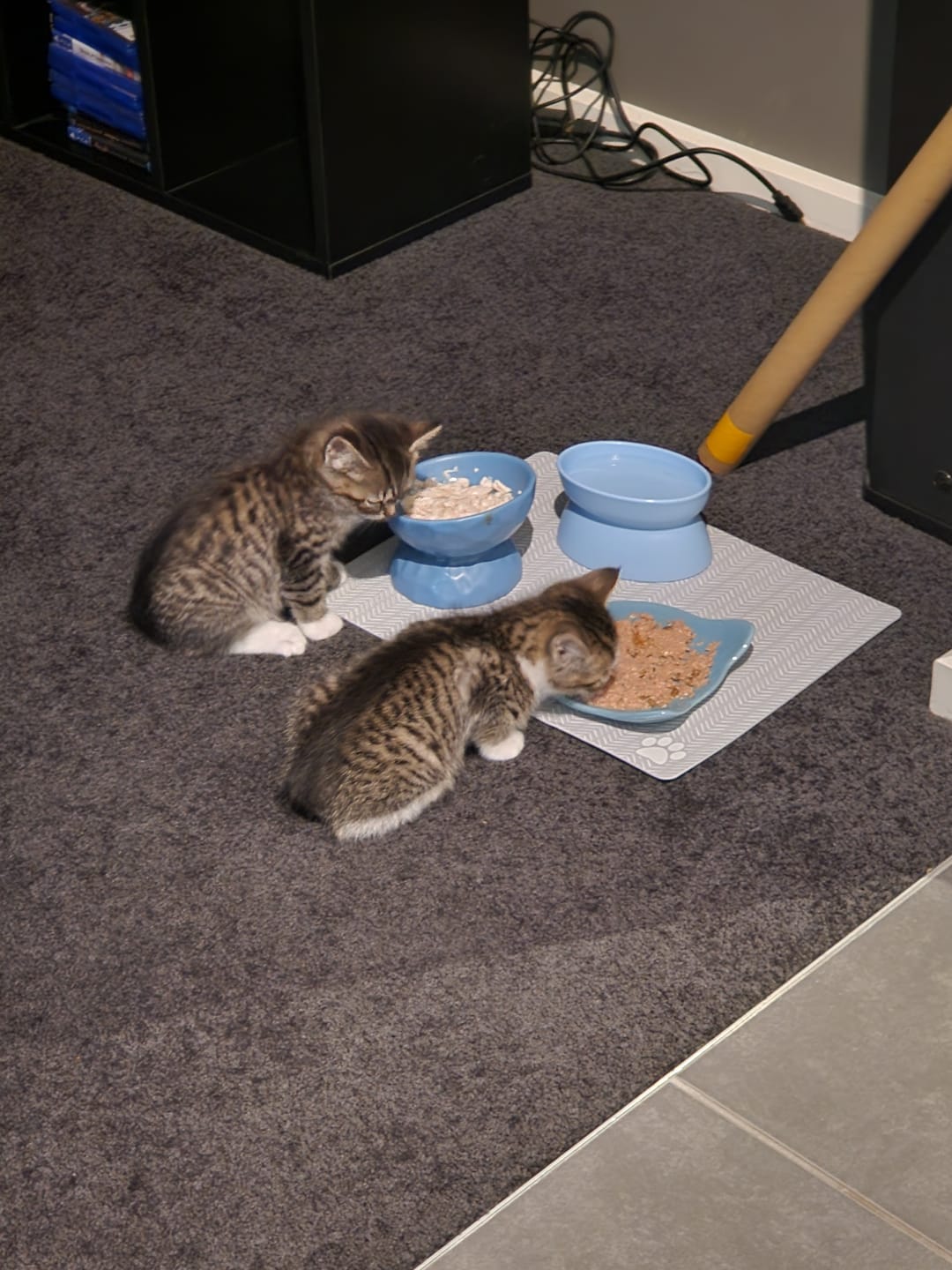 Customer photo review of Tilting Ceramic Cat Bowls With Uneven Texture