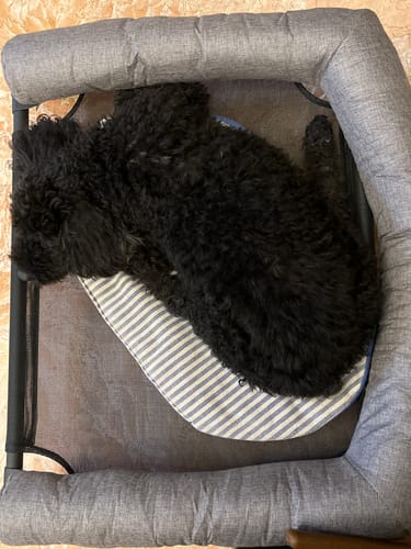 Customer photo review of DOGSONG ALPHA行軍床配件 C型圍枕頭