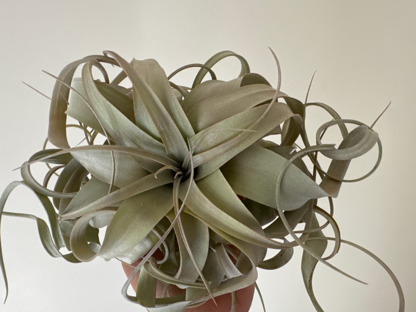 Customer photo review of Xerographica Thick Leaf Form  *Cannot Be Shipped Internationally*