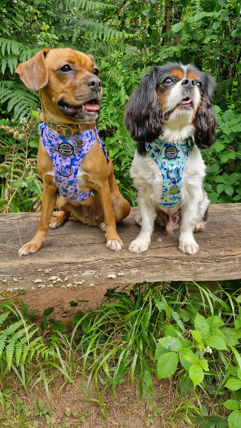 Customer photo review of Tough Trails™ Harness - Dinky Dino