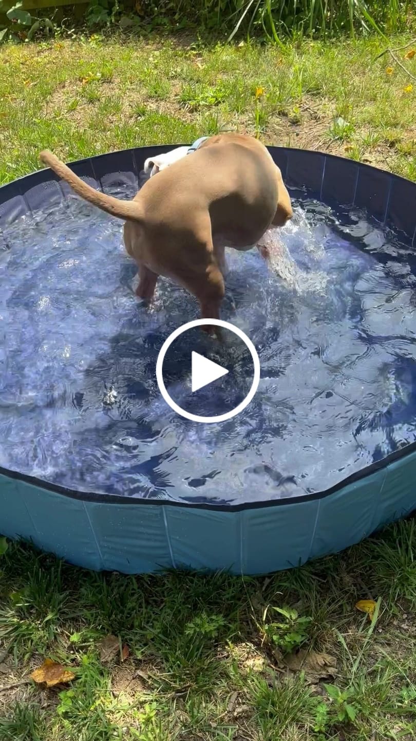 Customer video review of NEW Pop-Up Foldable Outdoor Dog Bath & Swimming Pool With Side Drain (+FREE POOL COVER!)