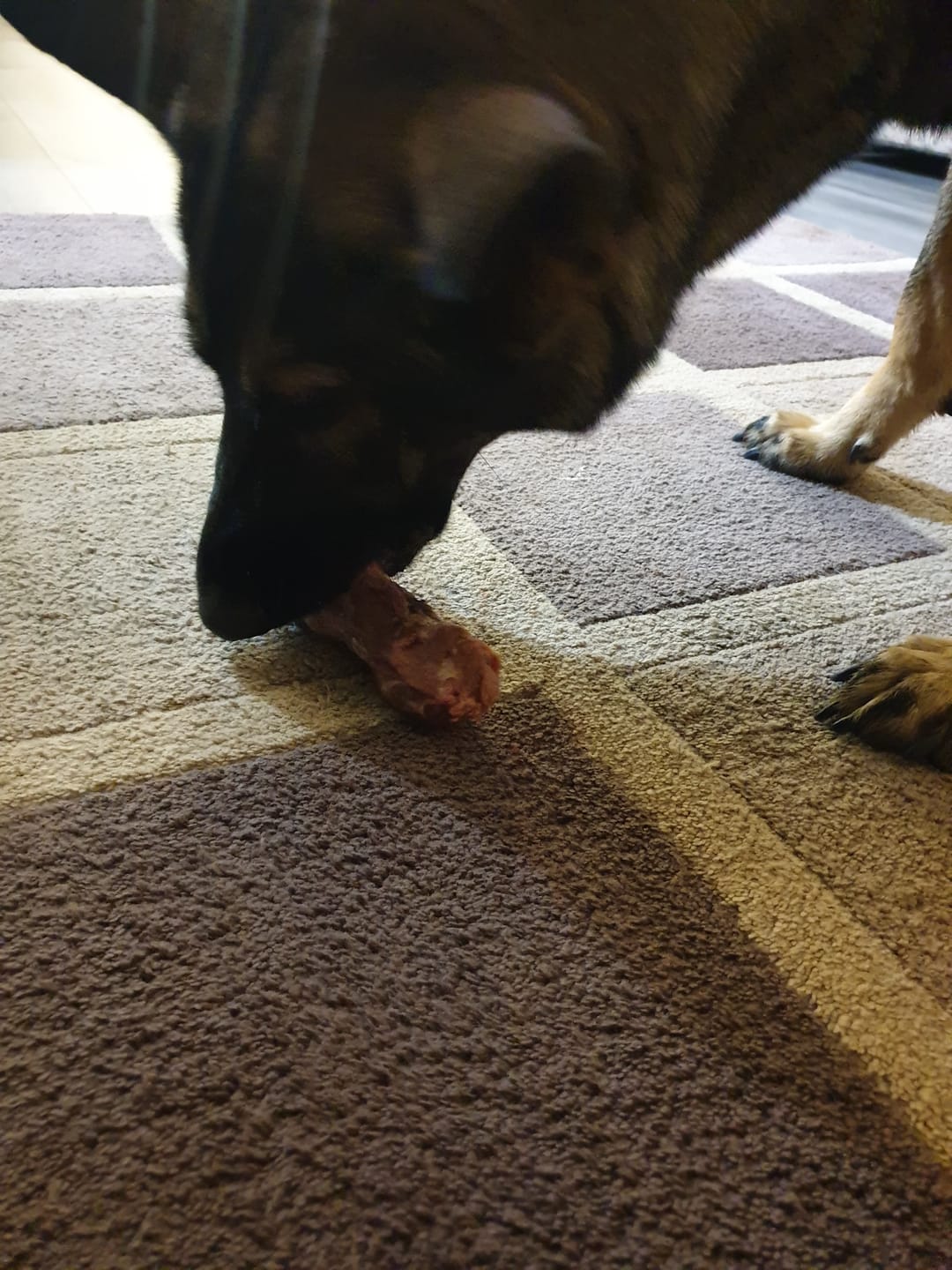 Customer photo review of Turkey Necks | Raw Meaty Bones for Dogs