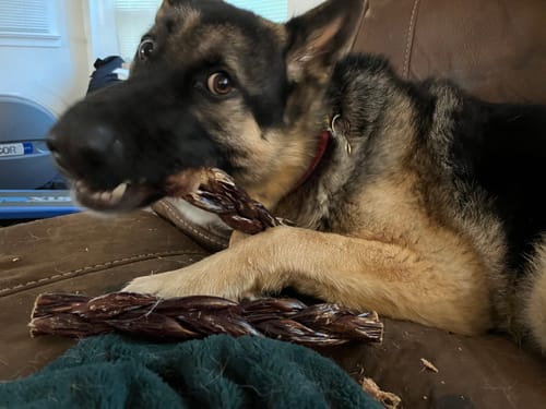 Customer photo review of 12" Braided Gullet Sticks For Dogs