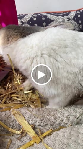 Customer video review of Carefresh Natural Bedding