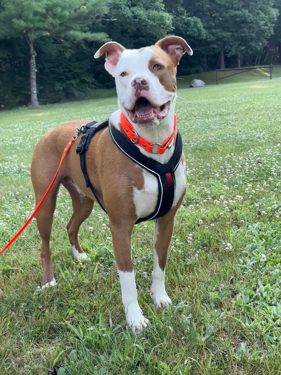 Customer photo review of House Collar