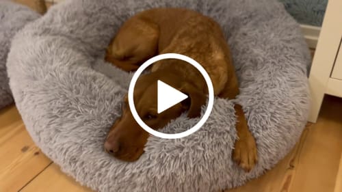 Customer video review of CalmBed - Motverkar stress & hjälper mot ångest