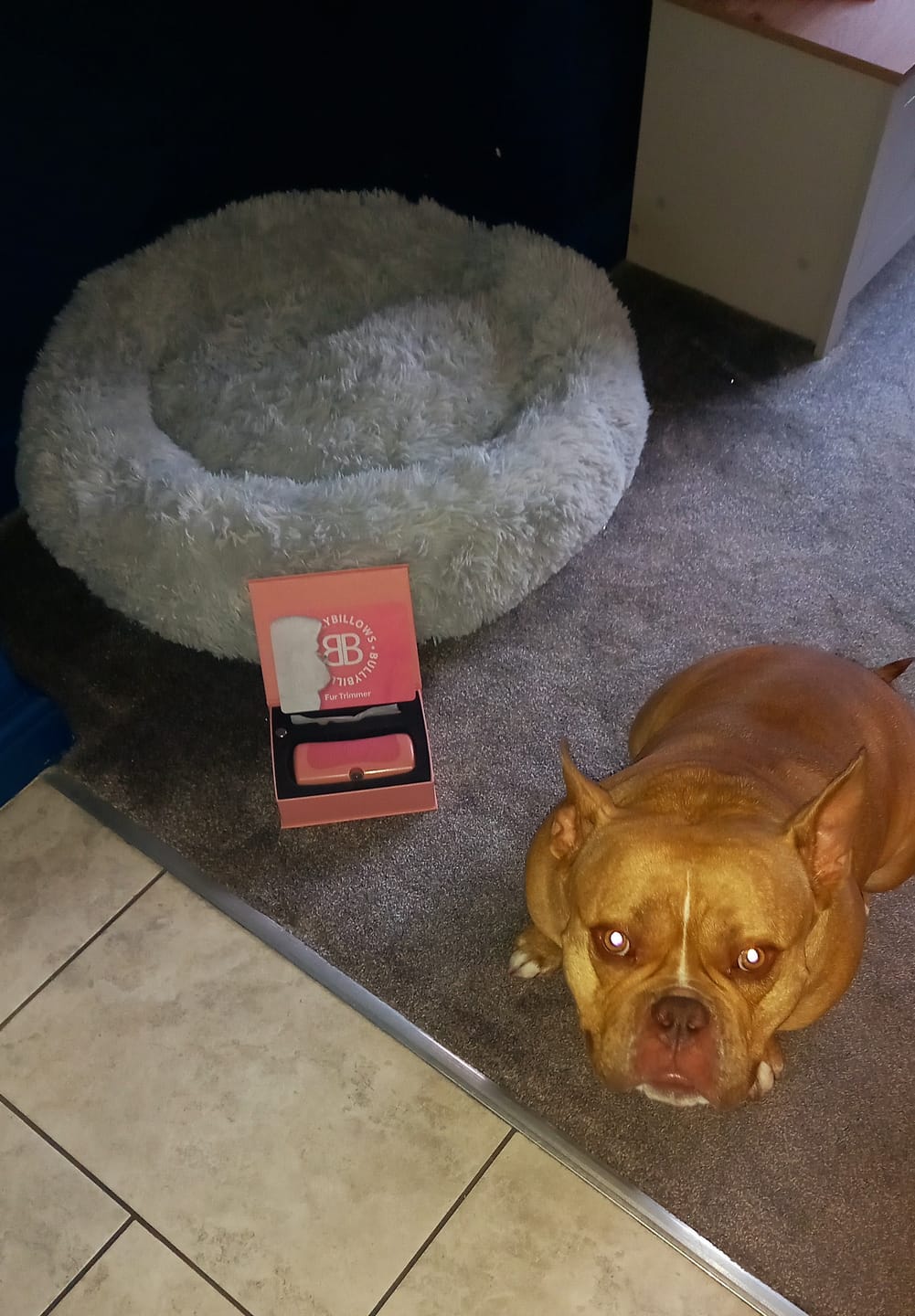 Customer photo review of BullyBillows Complete Animal Deshedding Kit - Pink