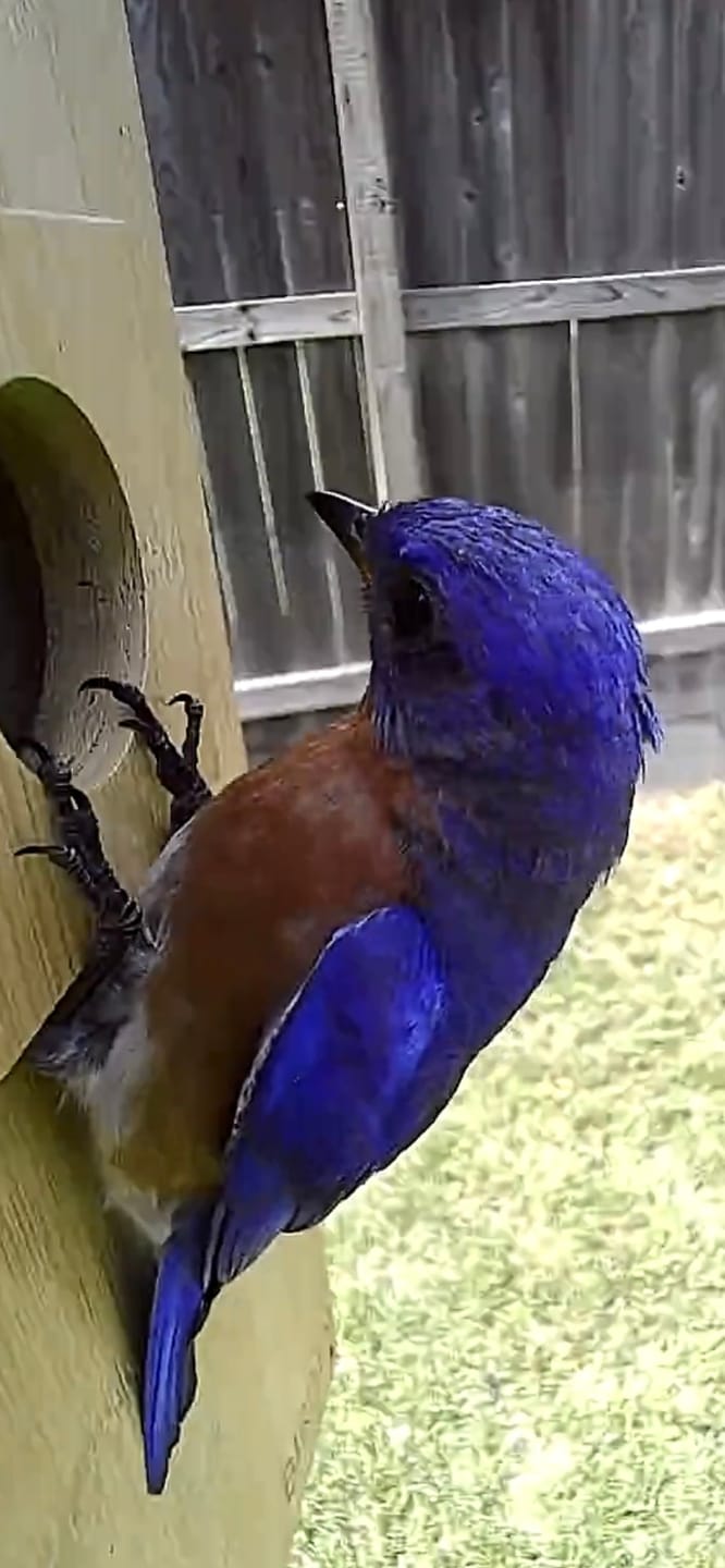 Customer photo review of Birdfy Nest - Smart Bird House with Dual Cameras