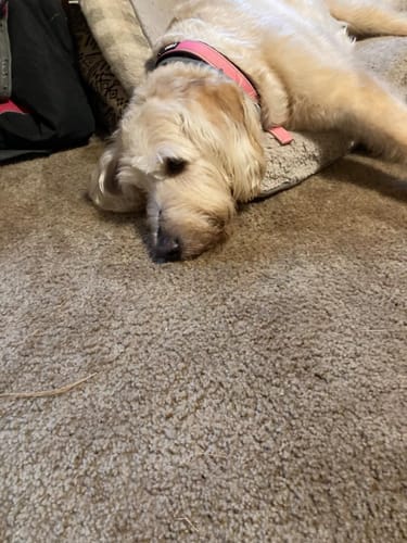 Customer photo review of FIDA Heavy Duty Dog Collar