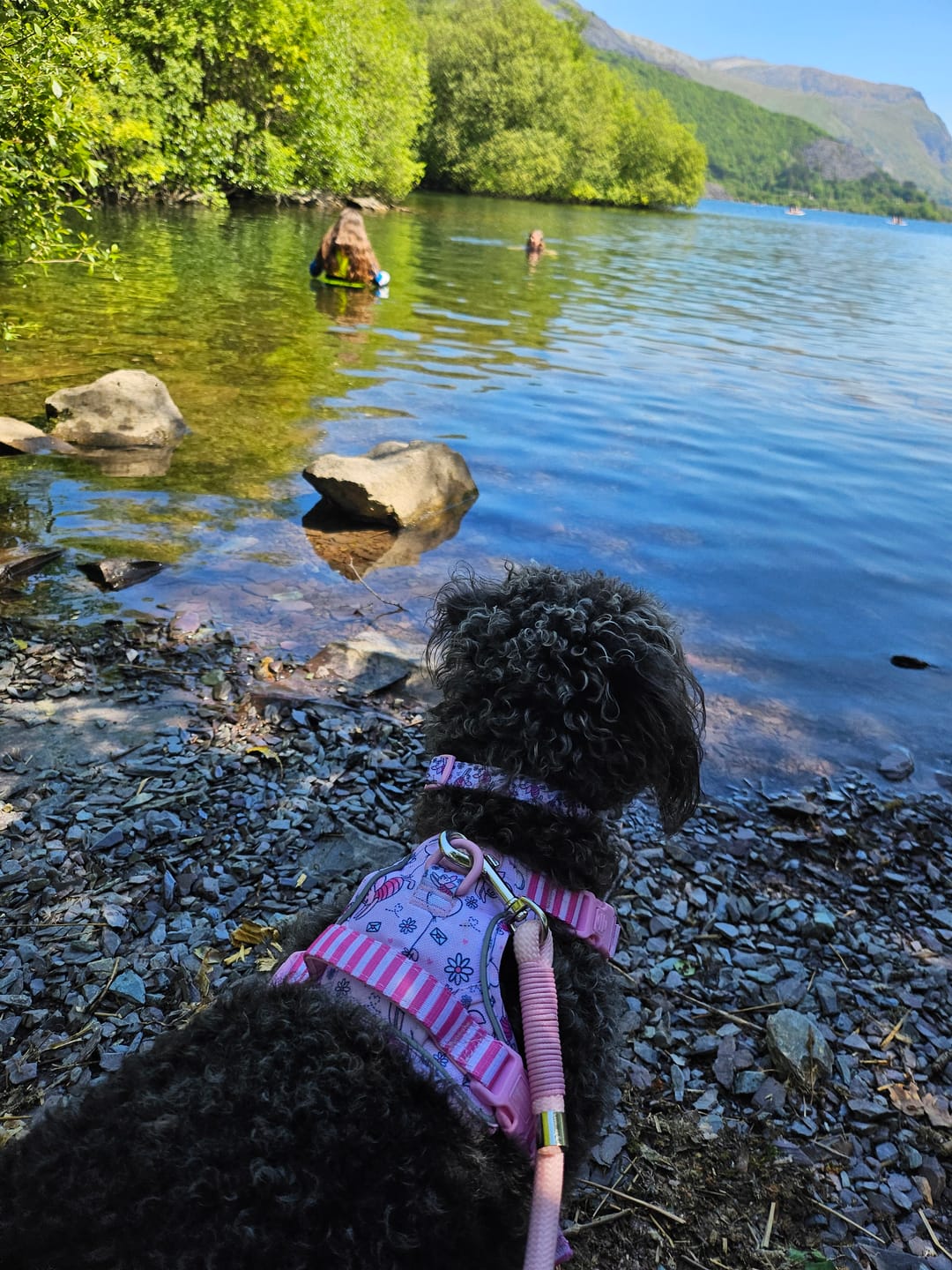 Customer photo review of Tough Trails™ Harness - Piglet