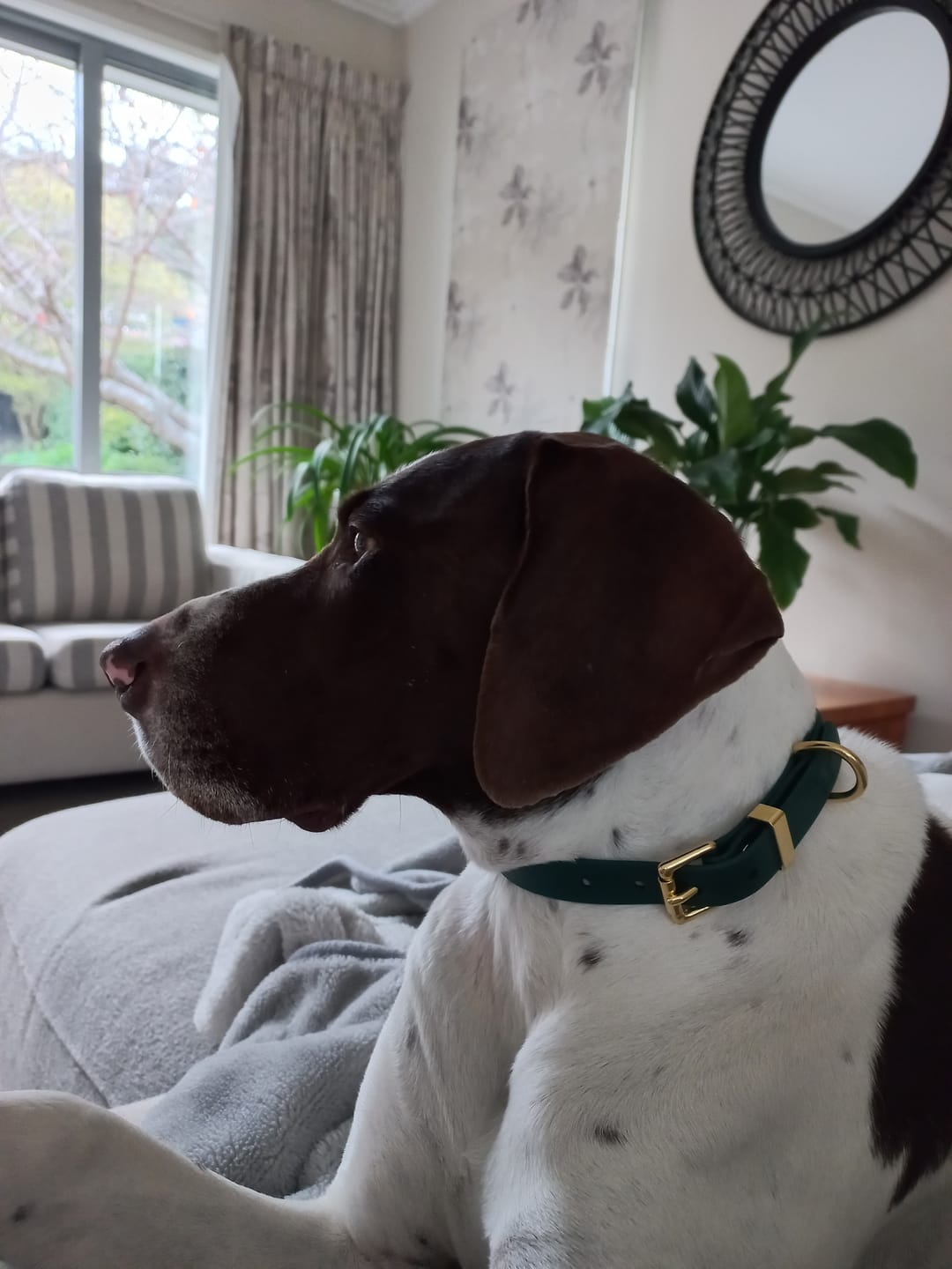 Customer photo review of Classic Buckle Collar - Waterproof BioThane® Custom Dog Collar