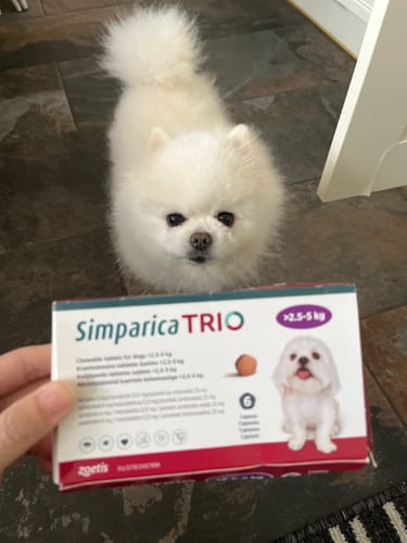 Customer photo review of Simparica Trio For Dogs 5.6-11 lbs (2.5-5 kg)
