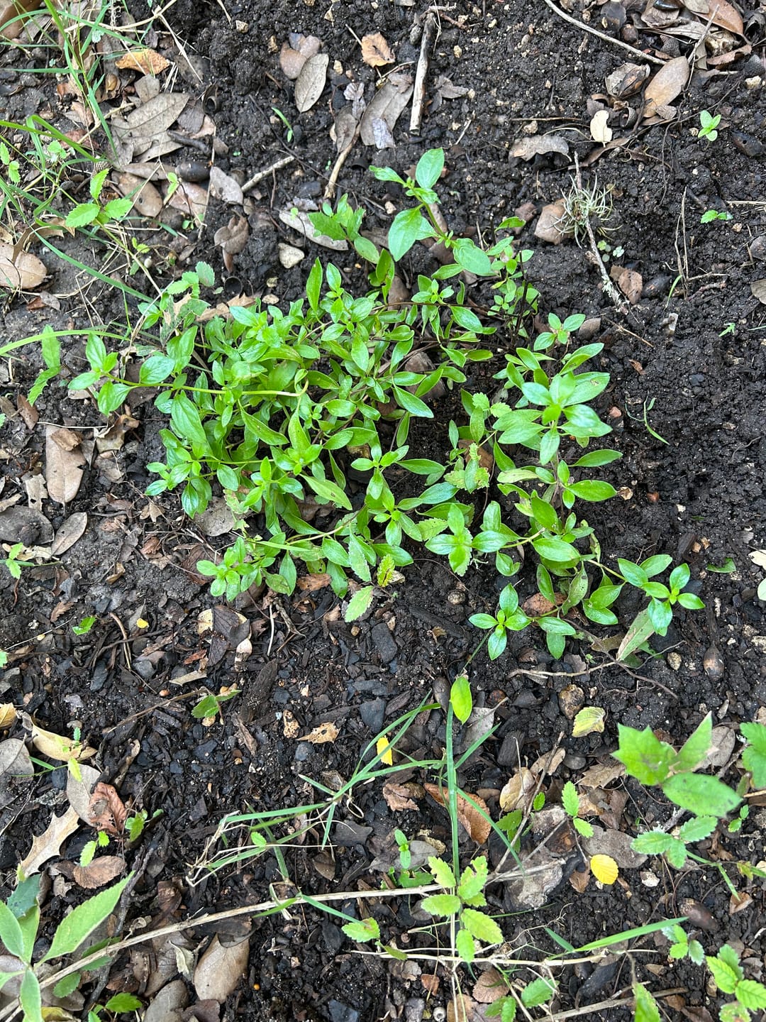Customer photo review of Mexican Oregano